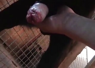 Sexy dog from the farm enjoys a gay handjob in a taboo zoo video