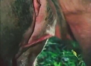 Educational animal sex video spotlighting pig corkscrew cocks