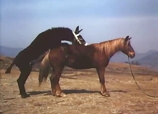 Brown mare is about to get fucked in a passionate porn movie