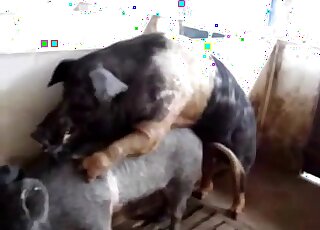 Hot pig fucking experience featuring a real dominant hog from the farm