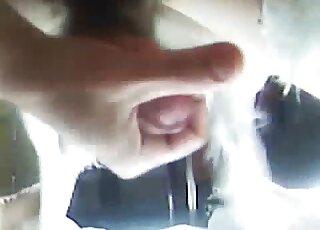 Dude jacking this dog's cock in a closeup dog handjob porn movie