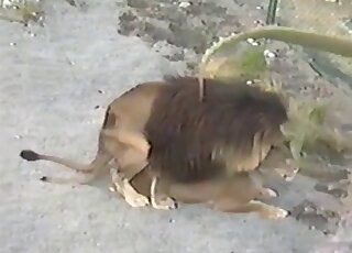 Awesome XXX scene that shows a lion fucking that pussy from behind
