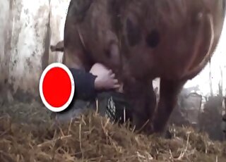 Awesome hidden cam video with a zoophile that fucks a sexy pig