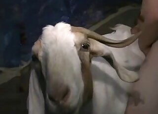 Dude is readies to fuck goat by stripping naked and teasing the beast